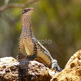 Just checking things out by Sharon Wills - Animals Reptiles