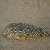 Striped burrfish