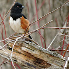 Eastern Towhee