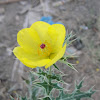 Prickly Poppy