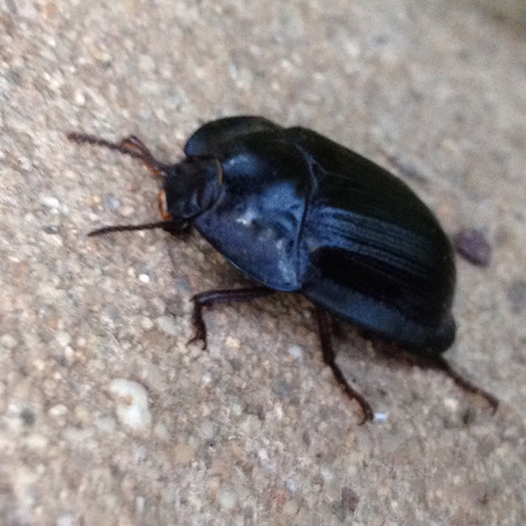 PieDish Beetle Project Noah