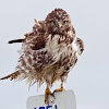 Red-tailed Hawk (juvenile)