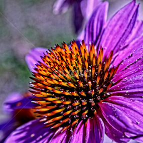 my flower by Ažbe Janežič - Flowers Single Flower