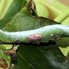 Wavy-lined Heterocampa Moth Larva