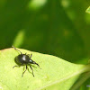 Black Vine Weevil