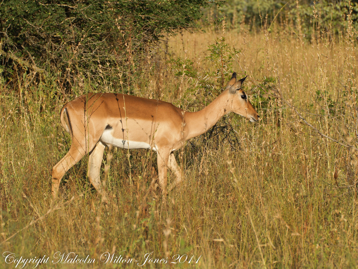 Impala, female