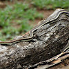 Western Stripe-bellied Sand Snake