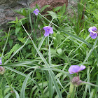 Spiderwort