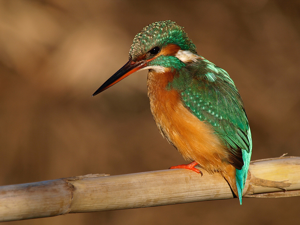 Martín pescador (Common kingfisher)