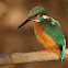 Martín pescador (Common kingfisher)