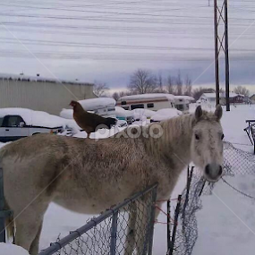 by Lindsay Nielsen - Uncategorized All Uncategorized