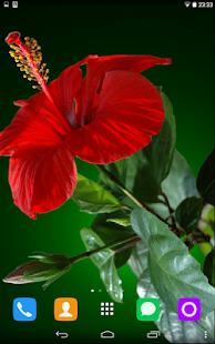 Free Download Hibiscus Live Wallpaper APK