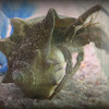 Thinstripe Hermit Crab
