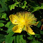 St John's wort