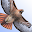 Sibley Birds - Lite Download on Windows