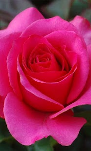How to get 3D Love Rose Live Wallpaper 1.4 unlimited apk for android