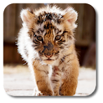 Cover Image of Download Little Tiger Live Wallpaper 1.0 APK