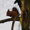Eurasian Red Squirrel - Veverka obecná