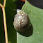 Tortoise leaf beetle