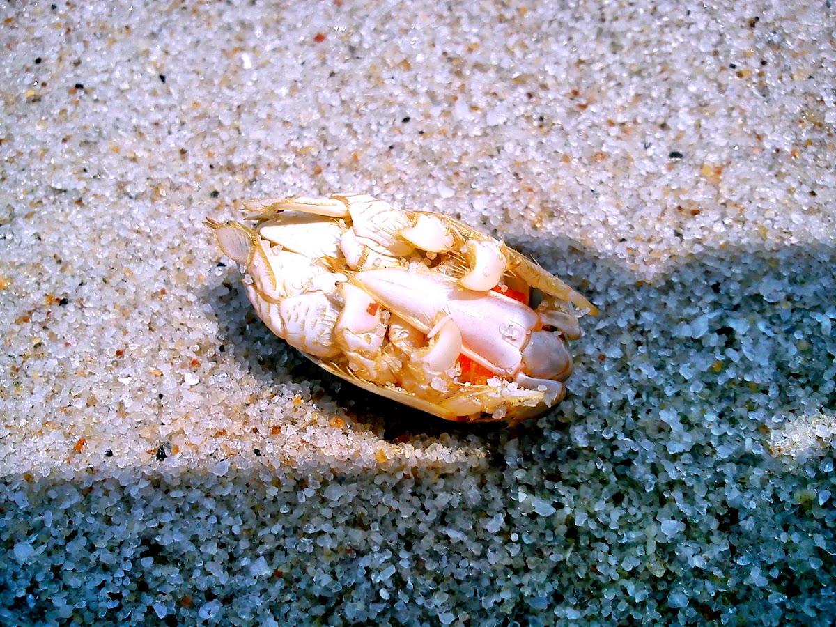 Mole Crab / Sand Crab