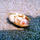 Mole Crab / Sand Crab