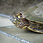 Ouachita Map Turtle