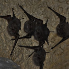 Sac-Winged Bats