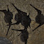 Sac-Winged Bats