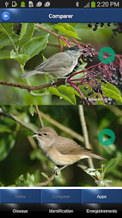 Chants d’oiseaux automatique(圖4)-速報App