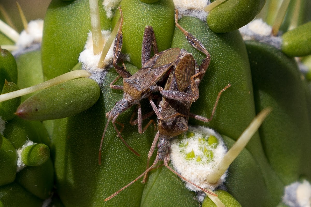 Leaf-footed Bug Leptoglossus sp.