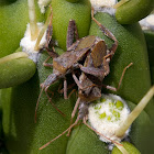 Leaf-footed Bug Leptoglossus sp.