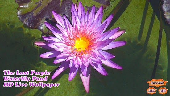 The Lost Purple Waterlily Pond - náhled