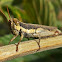 Grasshopper - gafanhoto