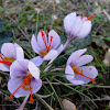 Wild saffron crocus