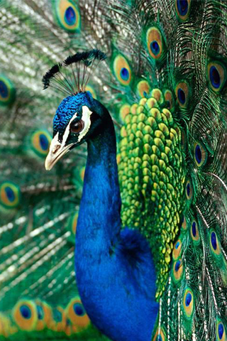 Peacocks Wallpapers