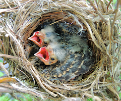 Hungry???? by Carolyn Kernan - Animals Birds