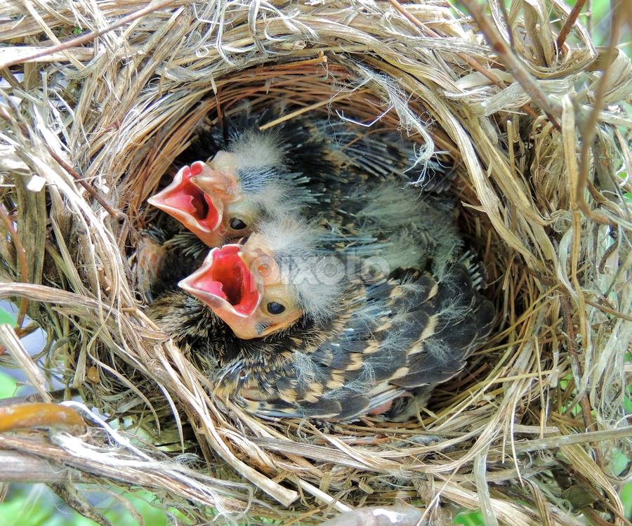 Hungry???? by Carolyn Kernan - Animals Birds