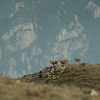 Spanish ibex / Cabra salvaje