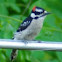 Downy Woodpecker