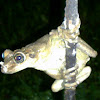 casque headed tree frog