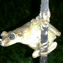 casque headed tree frog