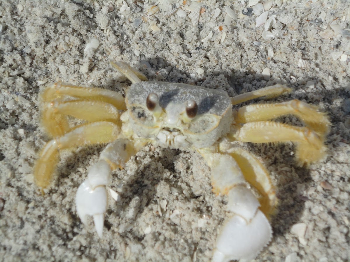 Common Beach Crab