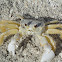 Common Beach Crab