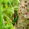 Rice Grasshopper