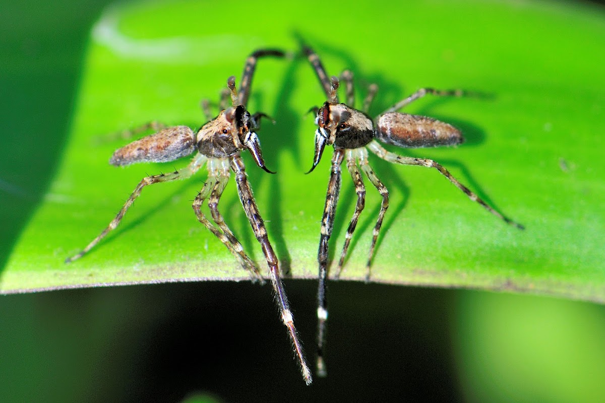 Aussie Bronze Jumping Spider Project Noah