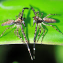 Aussie Bronze Jumping Spider