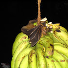 Old World fruit bat