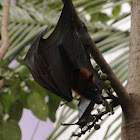 Indian flying fox bat