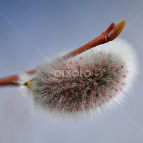 Willow flowers by Doug & Coleen Walkey - Nature Up Close Trees & Bushes