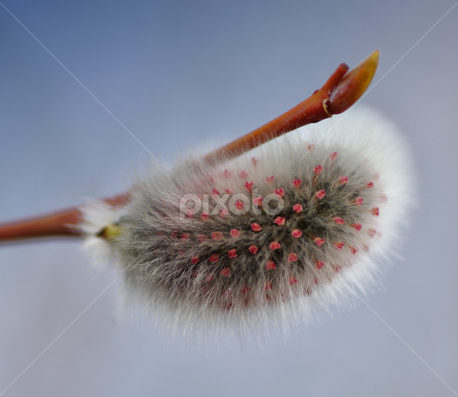 Willow flowers by Doug & Coleen Walkey - Nature Up Close Trees & Bushes